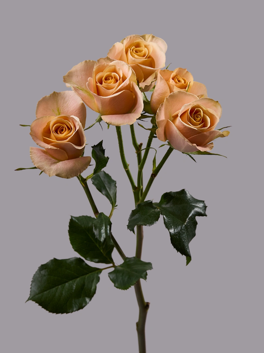 Apricot Jewel — фото 2