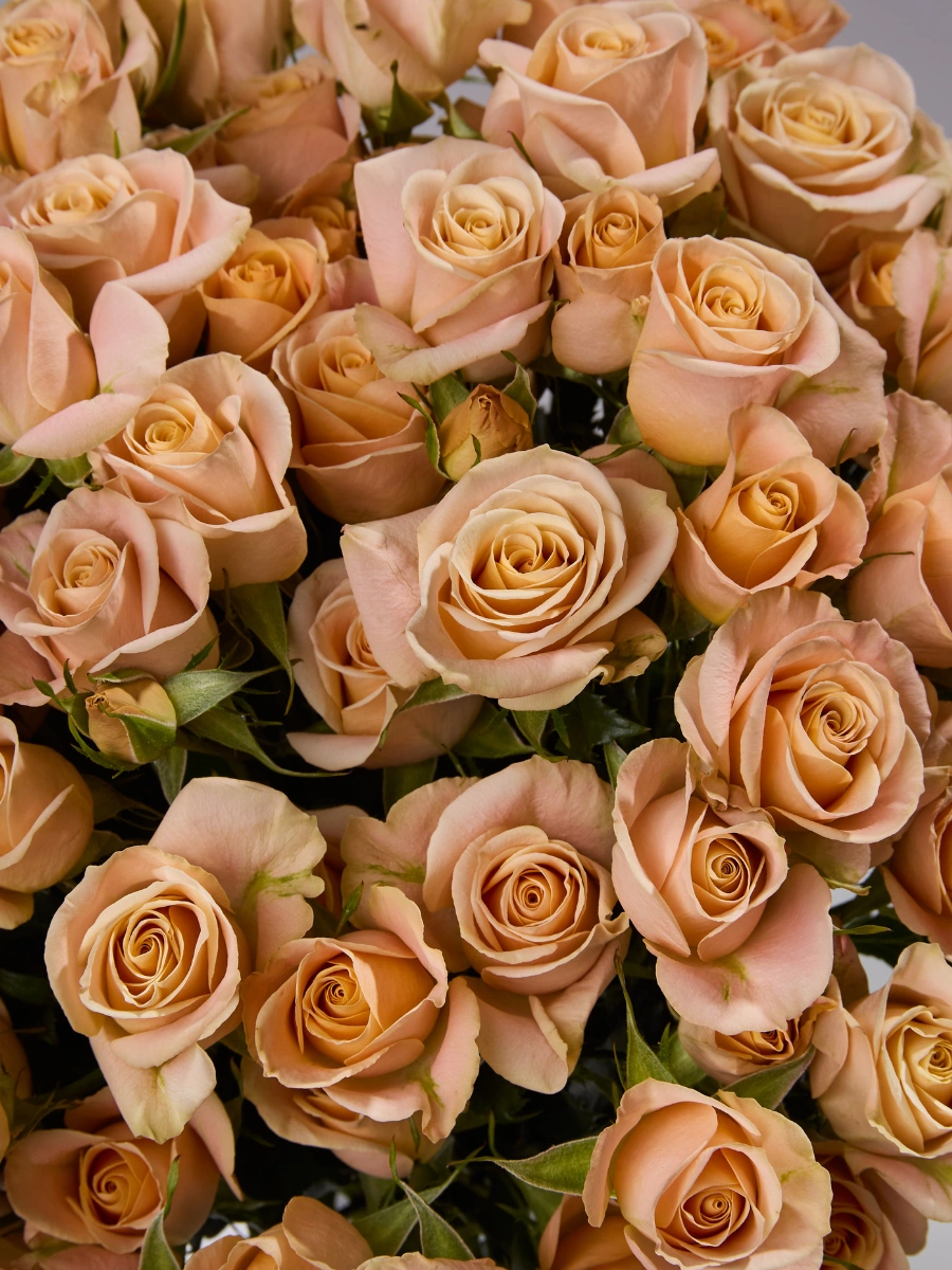 Apricot Jewel — фото 3