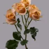 Apricot Jewel — фото 5
