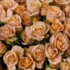 Apricot Jewel — фото 6