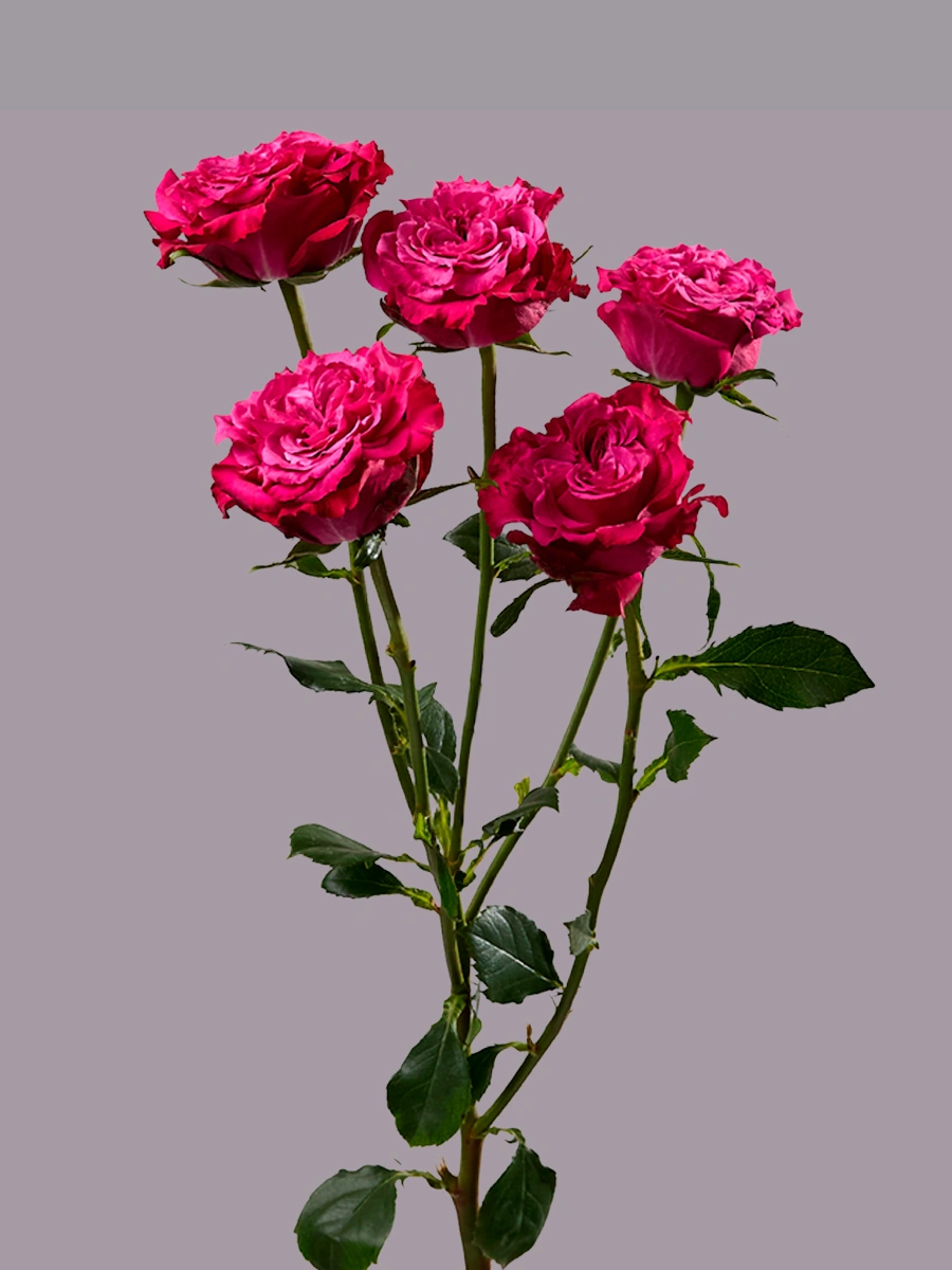 Be Gracious — фото 2
