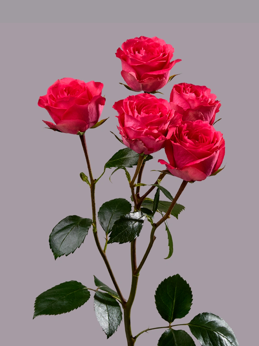 Bellalinda Cerise — фото 2