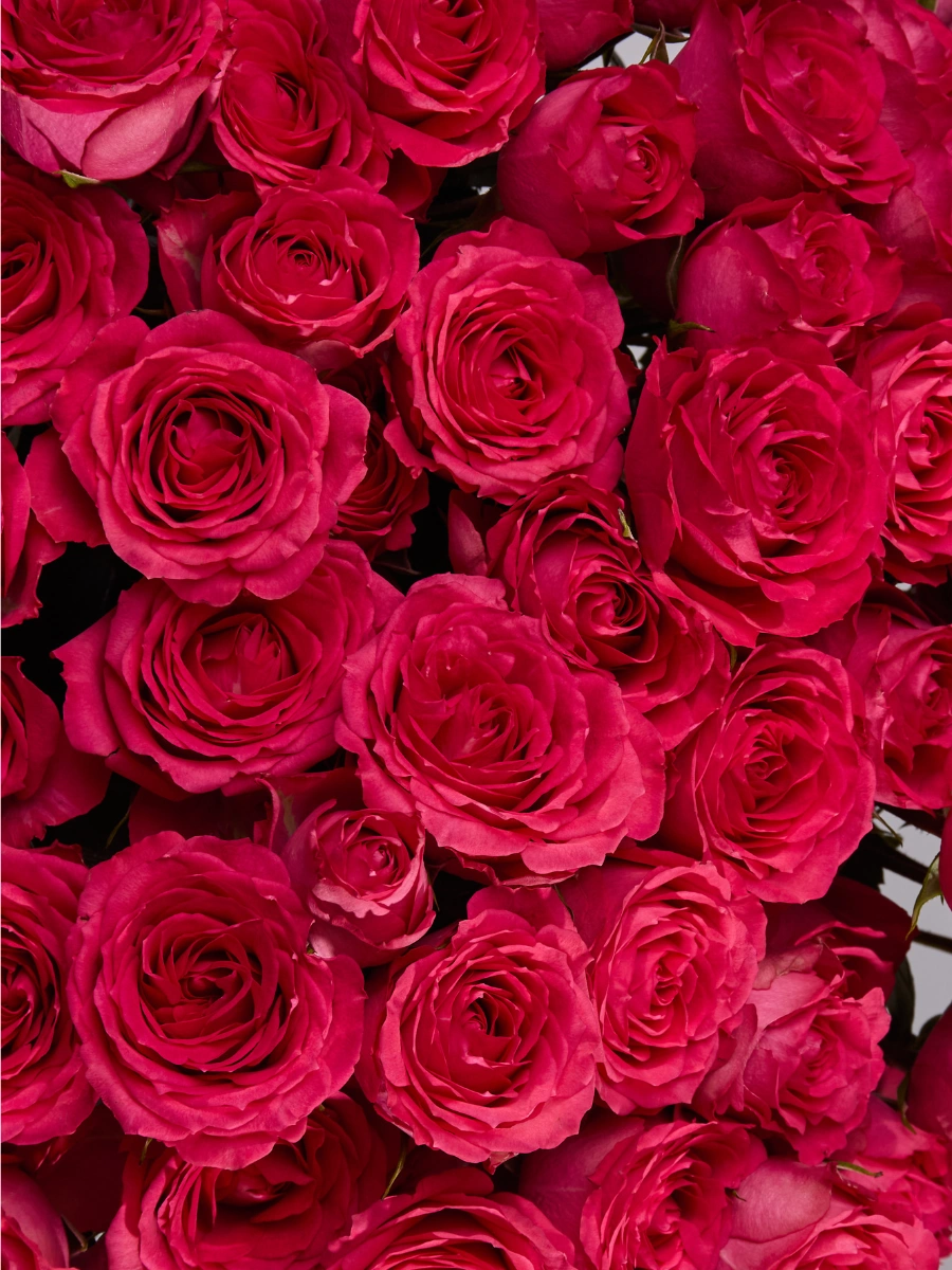 Bellalinda Cerise — фото 3