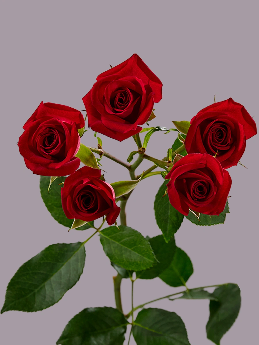 B.S Aries