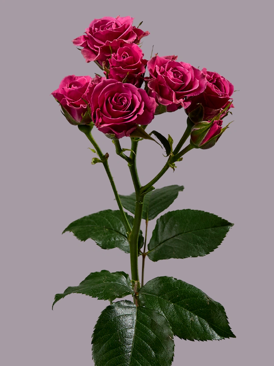 B.S Cassiopeia — фото 2