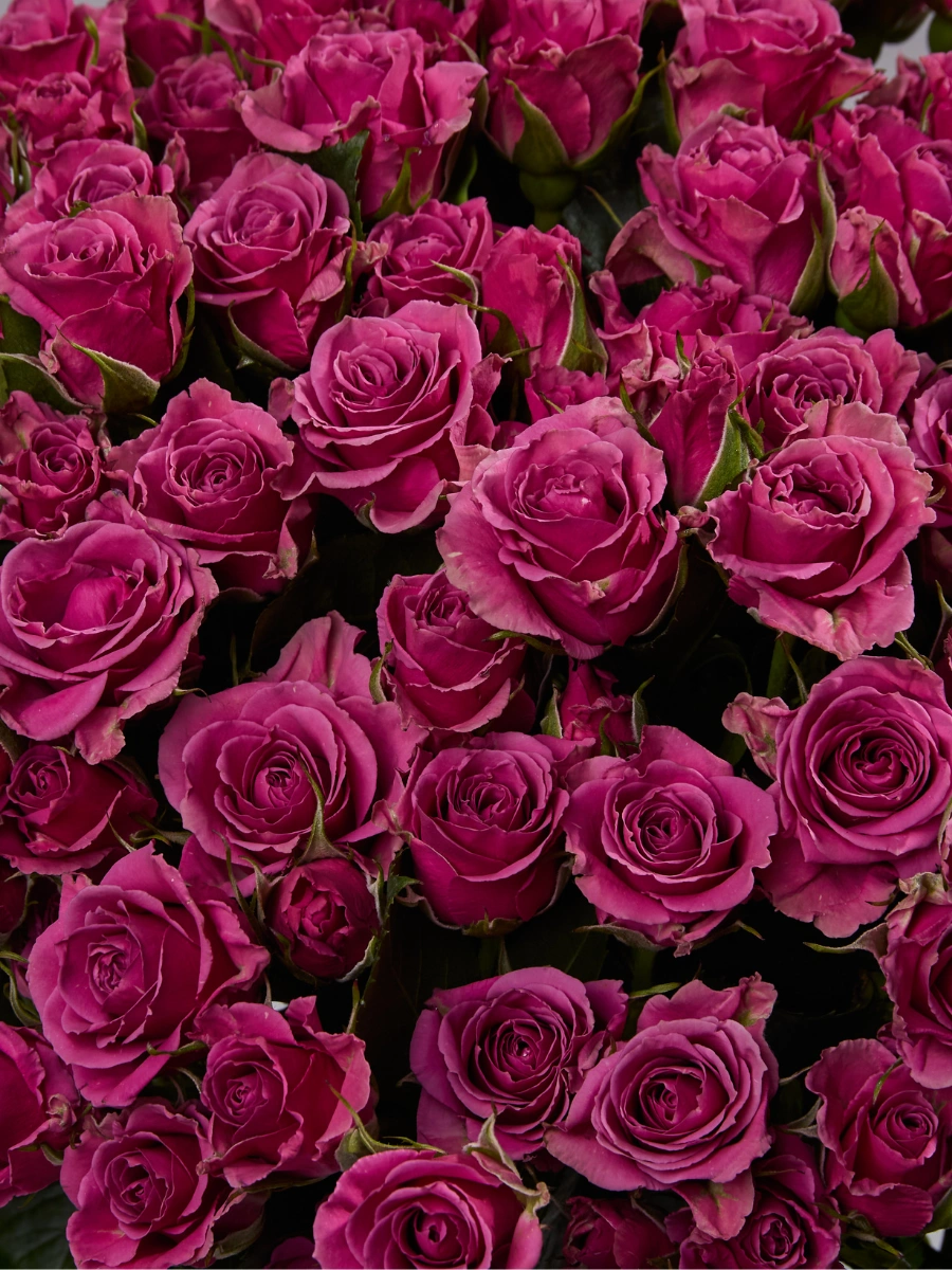 B.S Cassiopeia — фото 3
