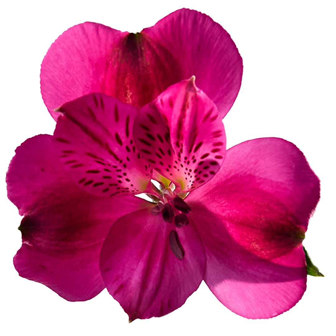 Casanova — фото 7