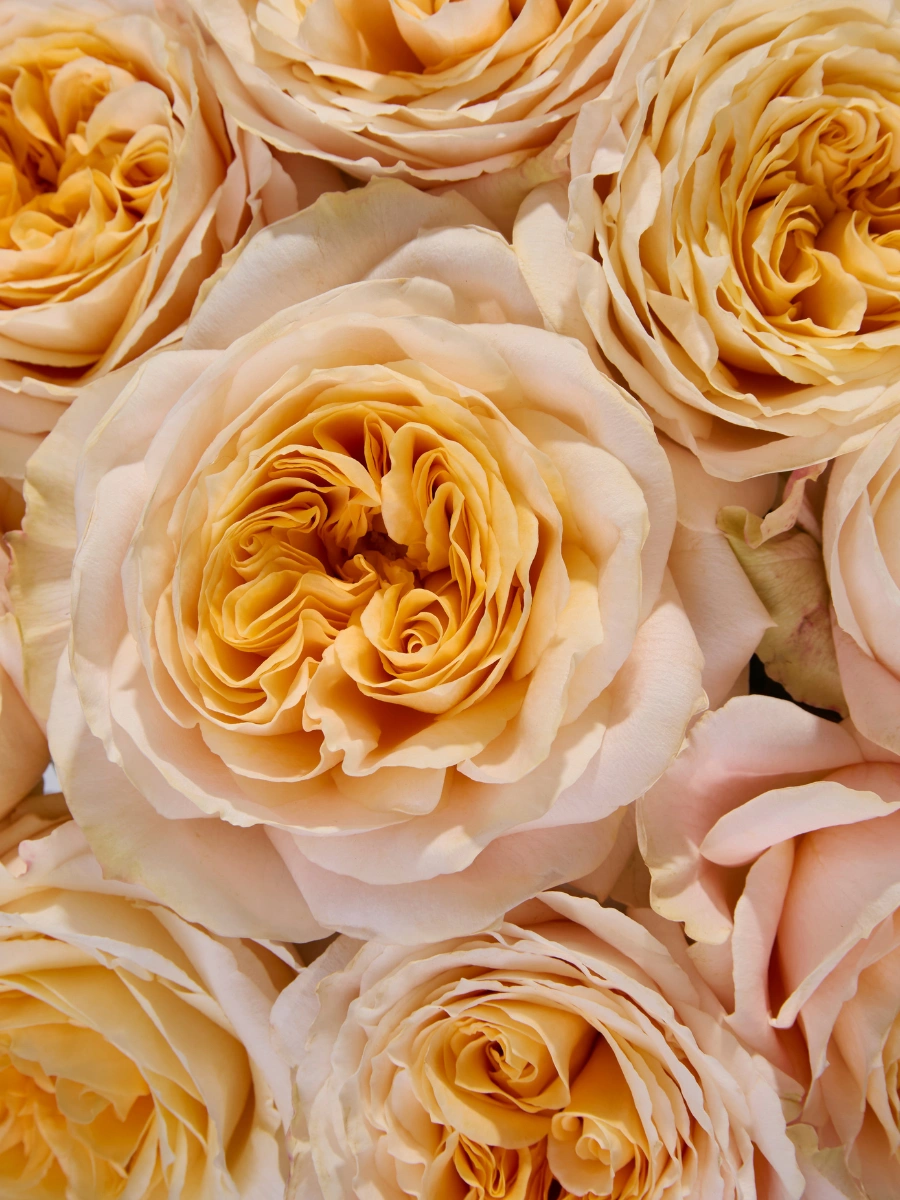 Crystal Flame — фото 4