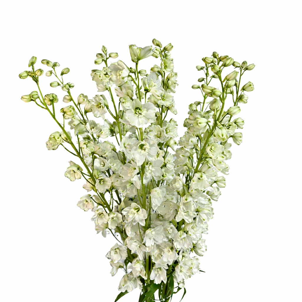 Дельфиниум Guardian White