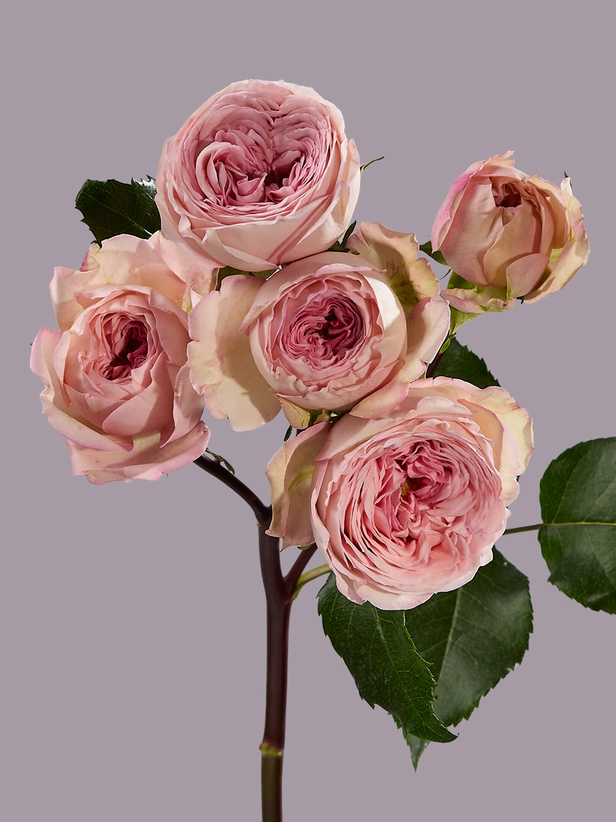 Garden Bridal Jewel