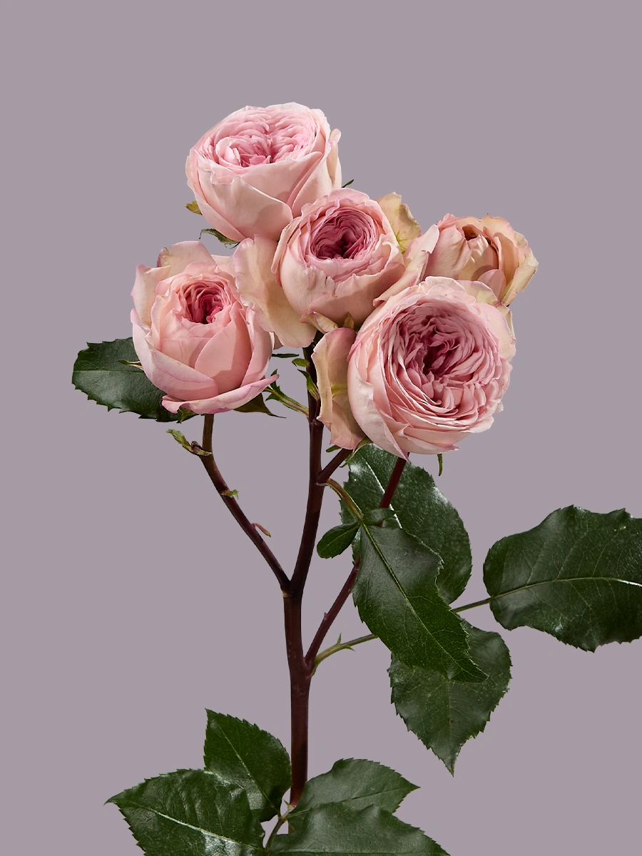 Garden Bridal Jewel — фото 2