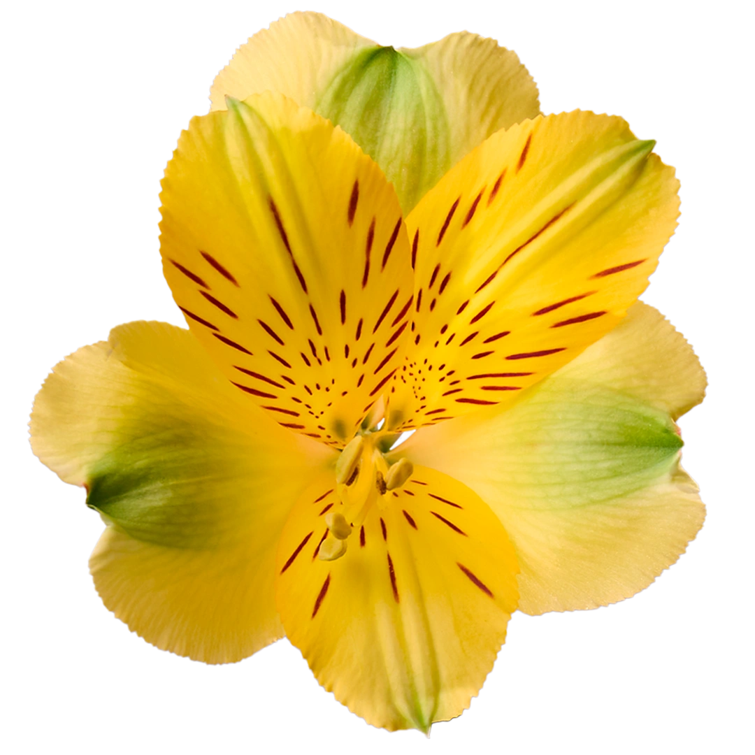 Gold — фото 7