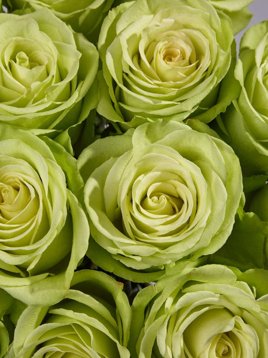 Green Romance — фото 4