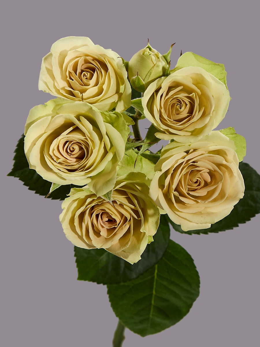 Green Rosever