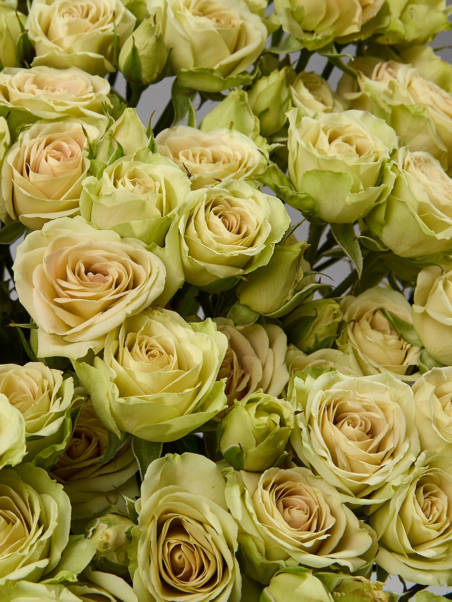 Green Rosever — фото 3