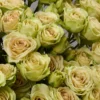 Green Rosever — фото 6