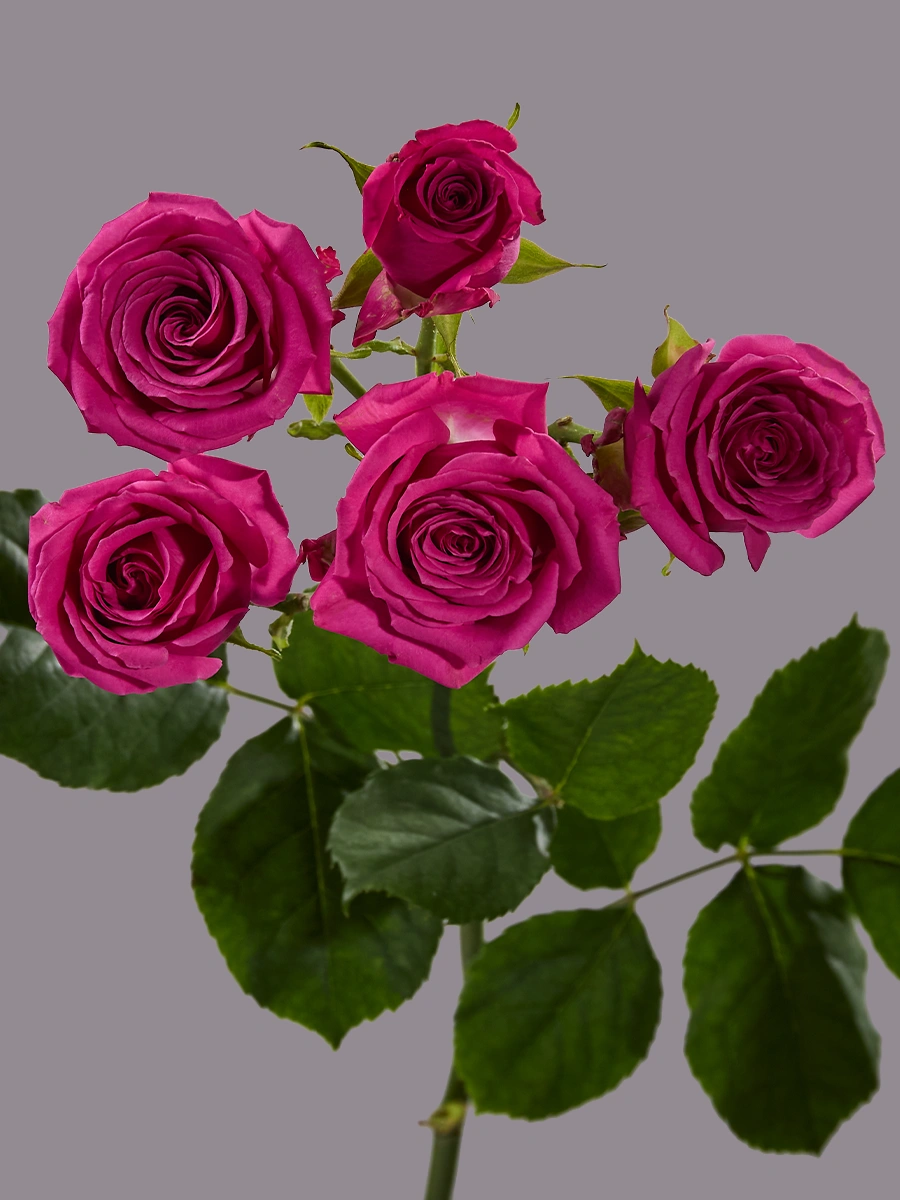 Hot Magenta Jewel