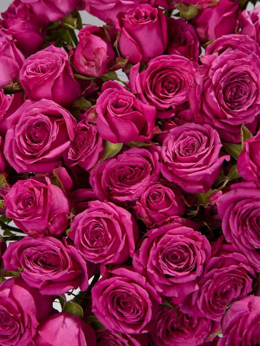 Hot Magenta Jewel — фото 3