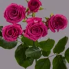 Hot Magenta Jewel — фото 4