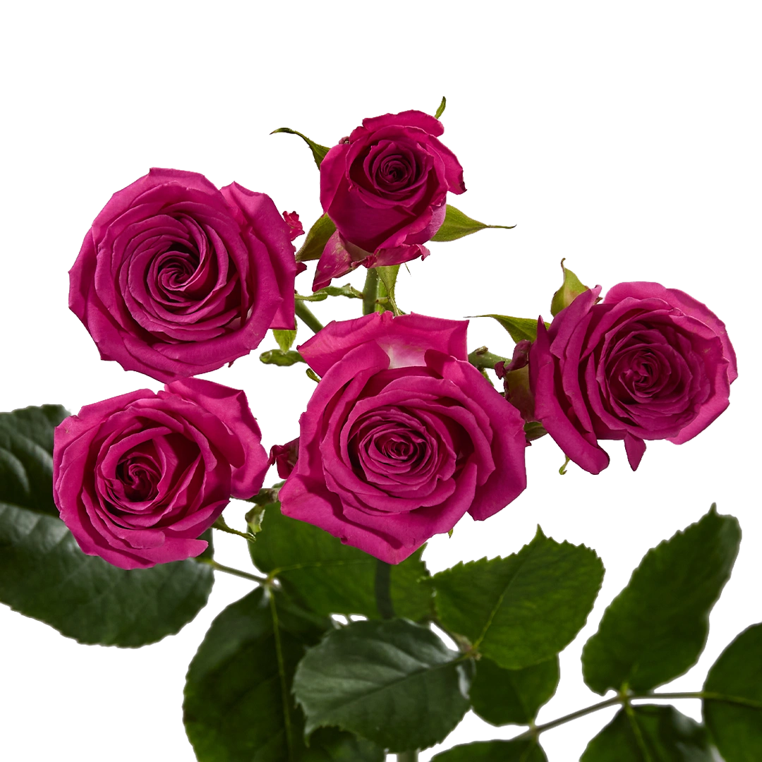 Hot Magenta Jewel — фото 7