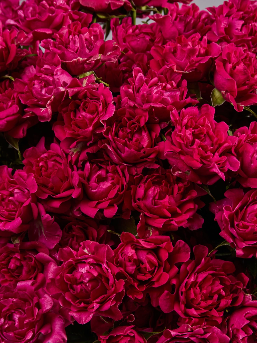 # Hot Pink — фото 3
