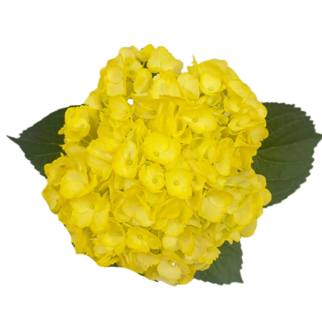 Гортензия Tinted Light Yellow