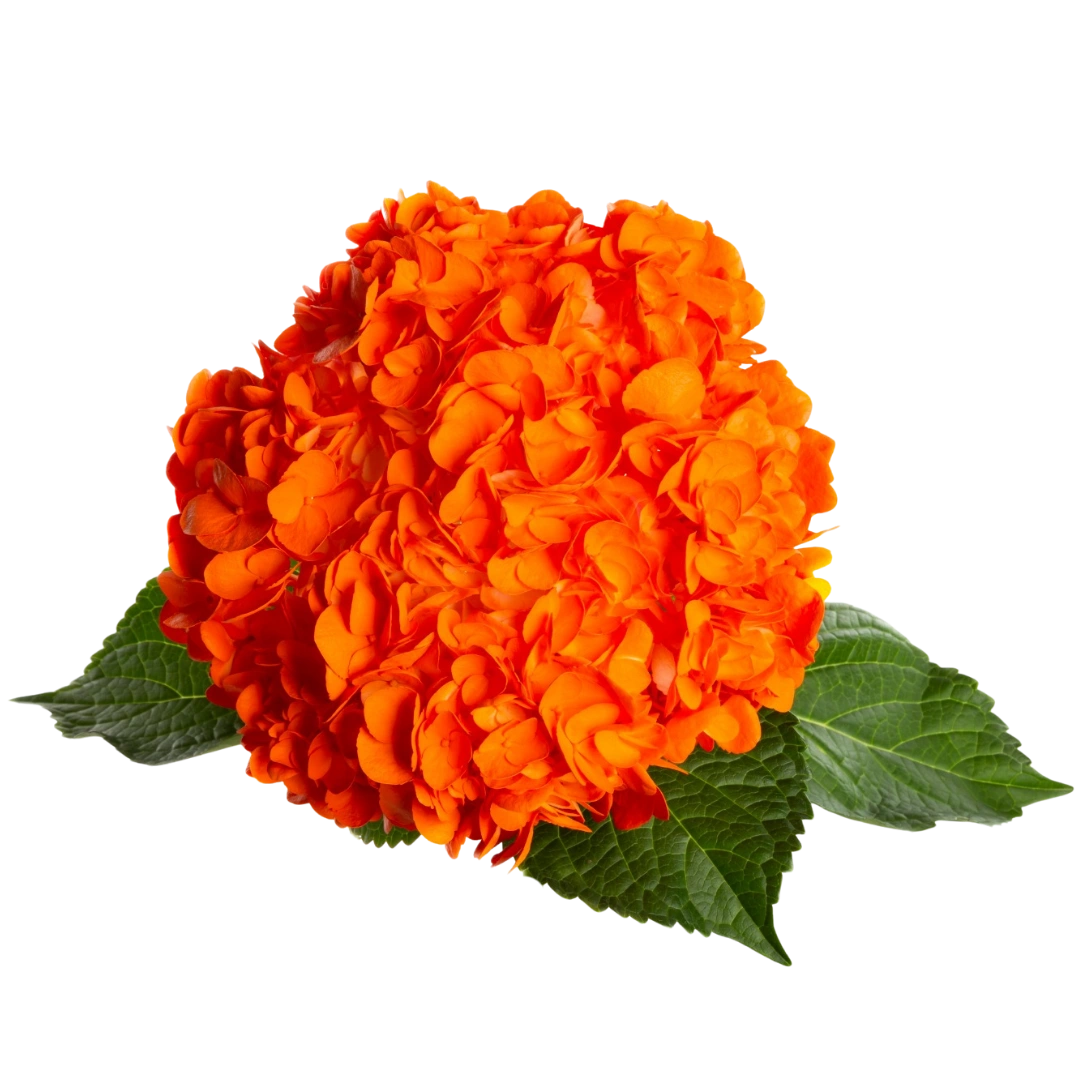 Гортензия Tinted Orange