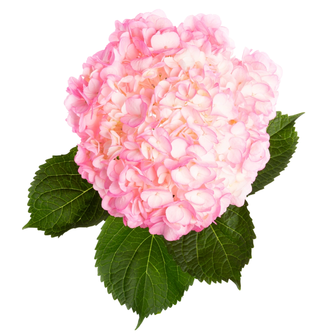 Гортензия Tinted Pink