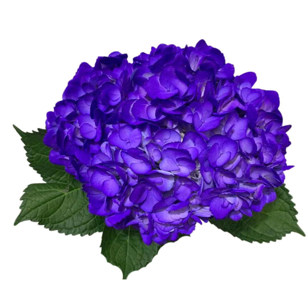 Гортензия Tinted Purple