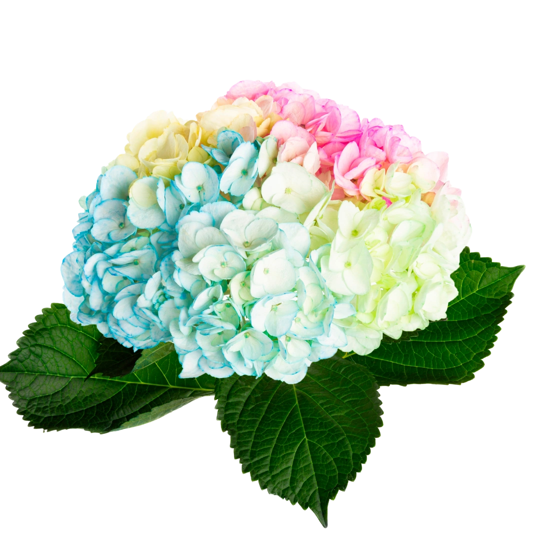 Гортензия Tinted Rainbow