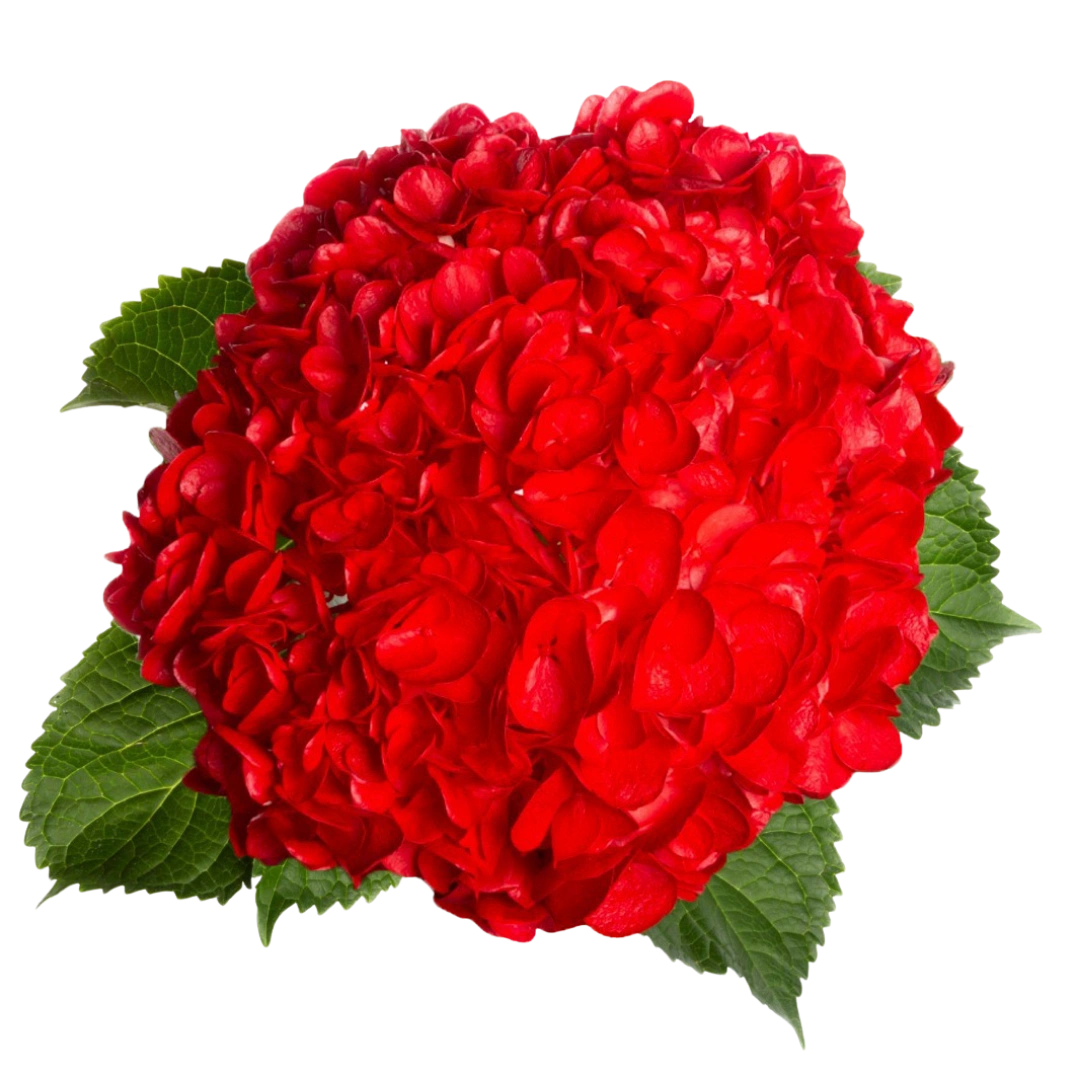 Гортензия Tinted Red