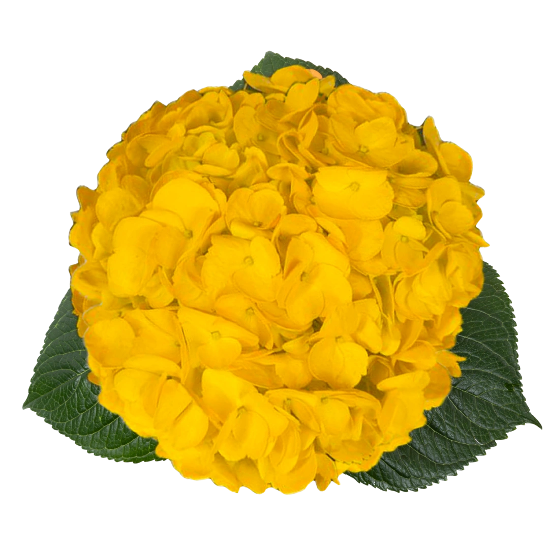 Гортензия Tinted Yellow