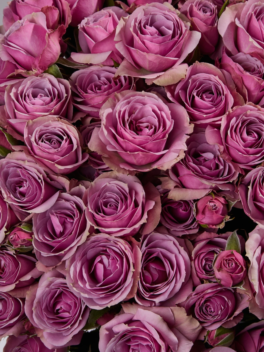 Lavender Irishka — фото 3