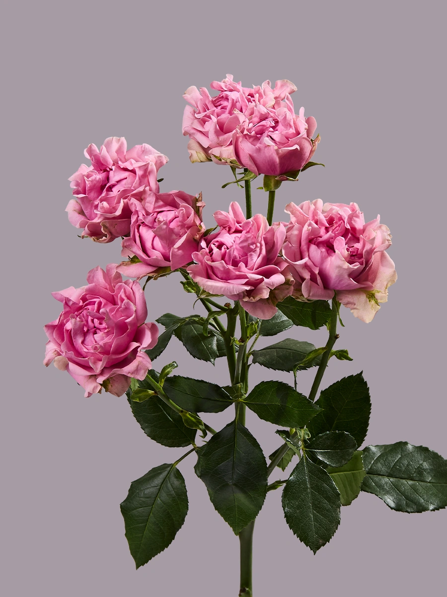 # Medium Pink — фото 2