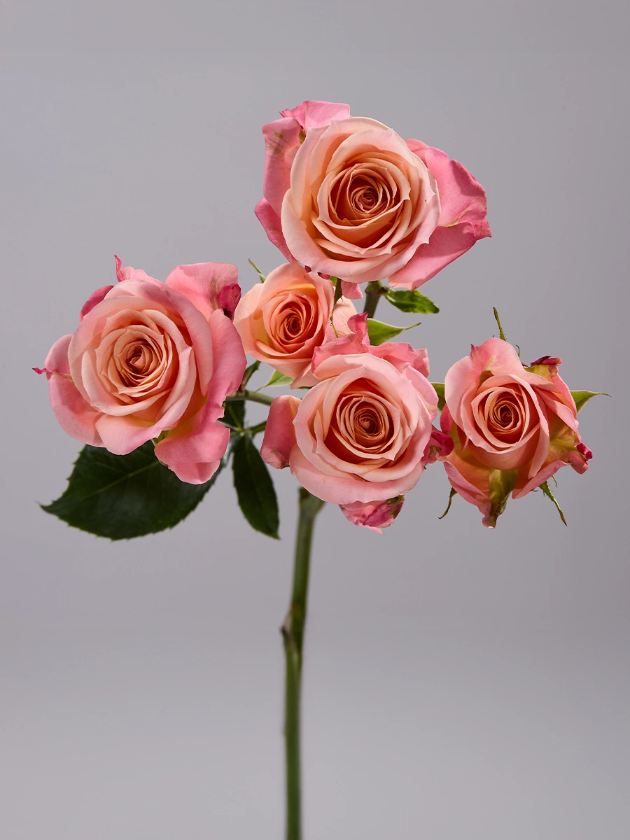 Peachy Pink Jewel
