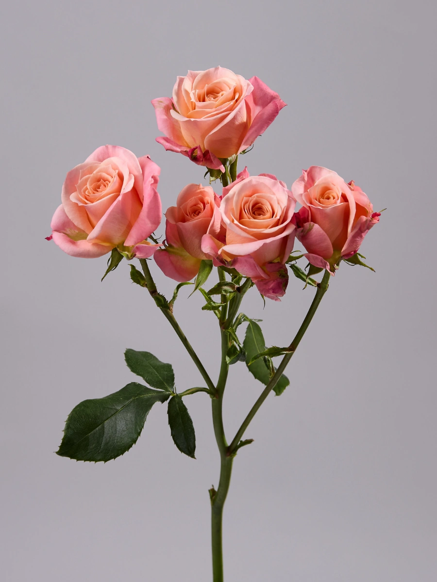 Peachy Pink Jewel — фото 2