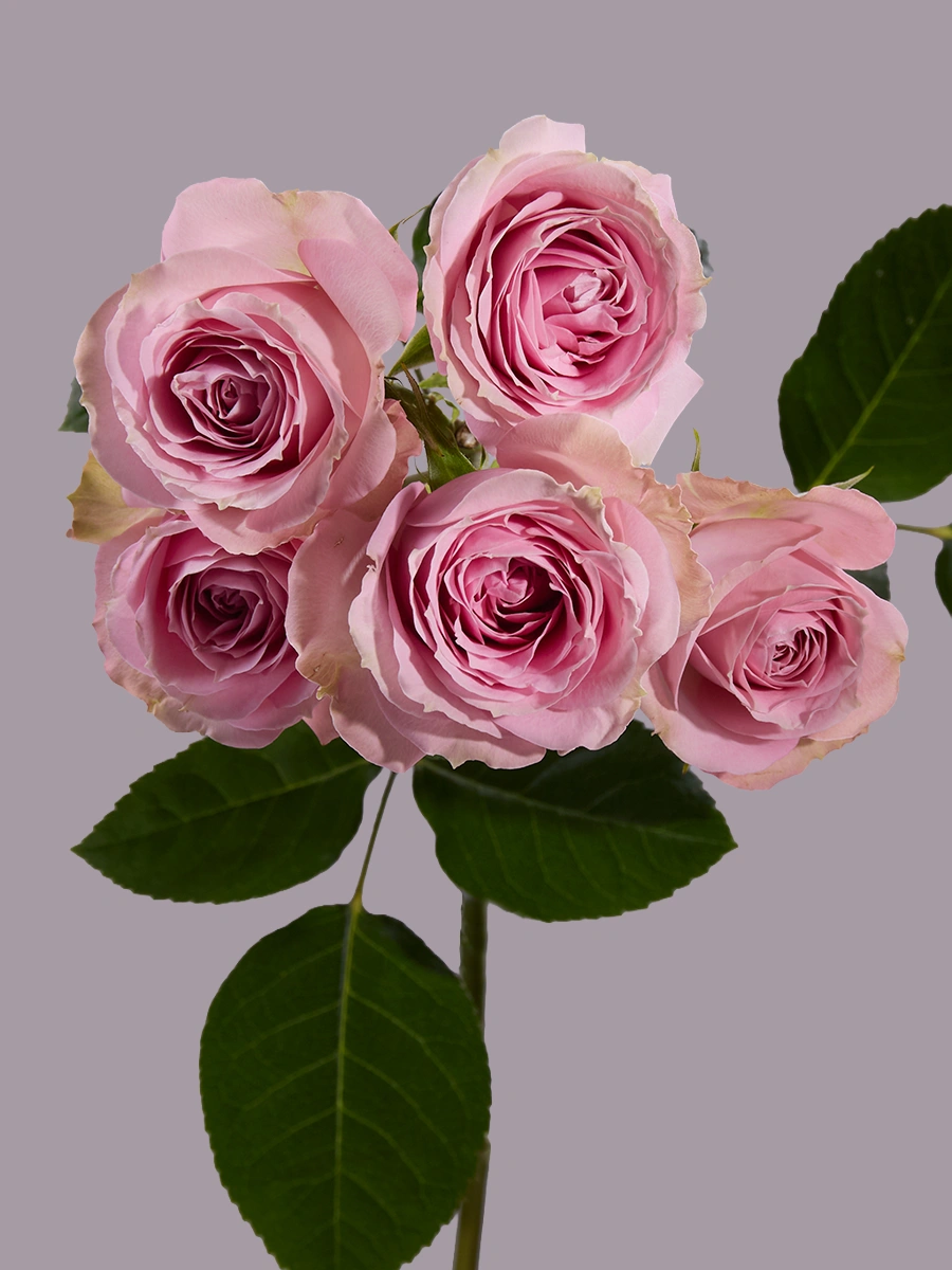 Pink Irishka