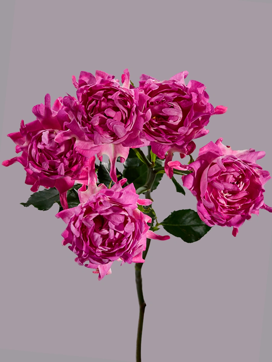# Pink