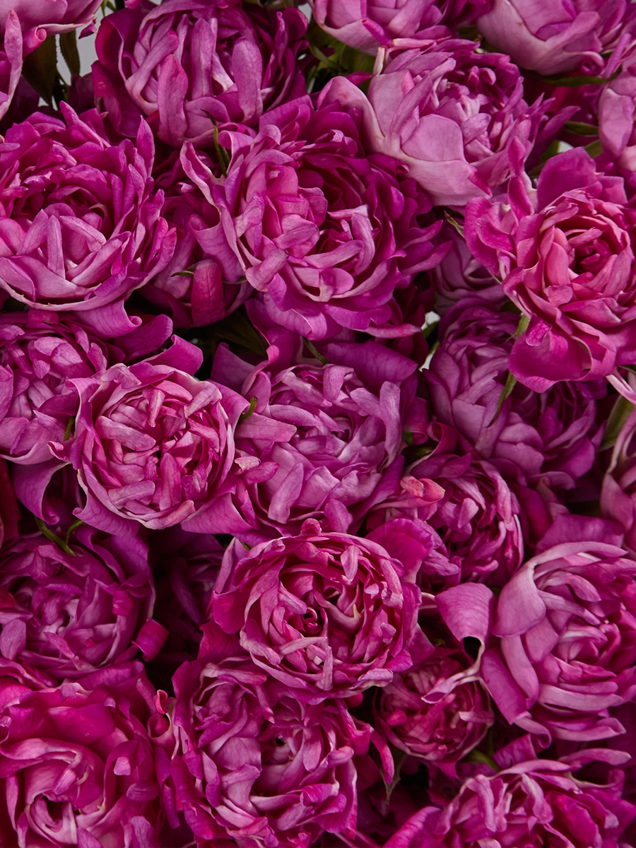 # Pink — фото 3