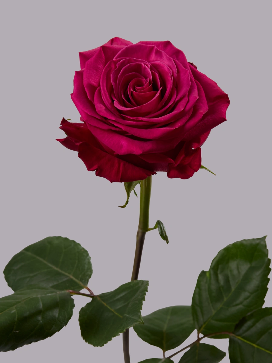 Roseberry — фото 2