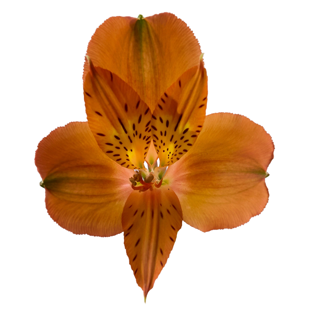 Savanna
