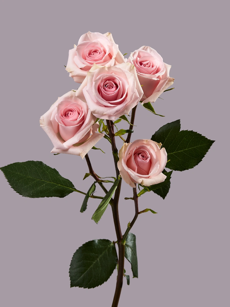 Star Blush — фото 2