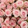 Star Blush — фото 6
