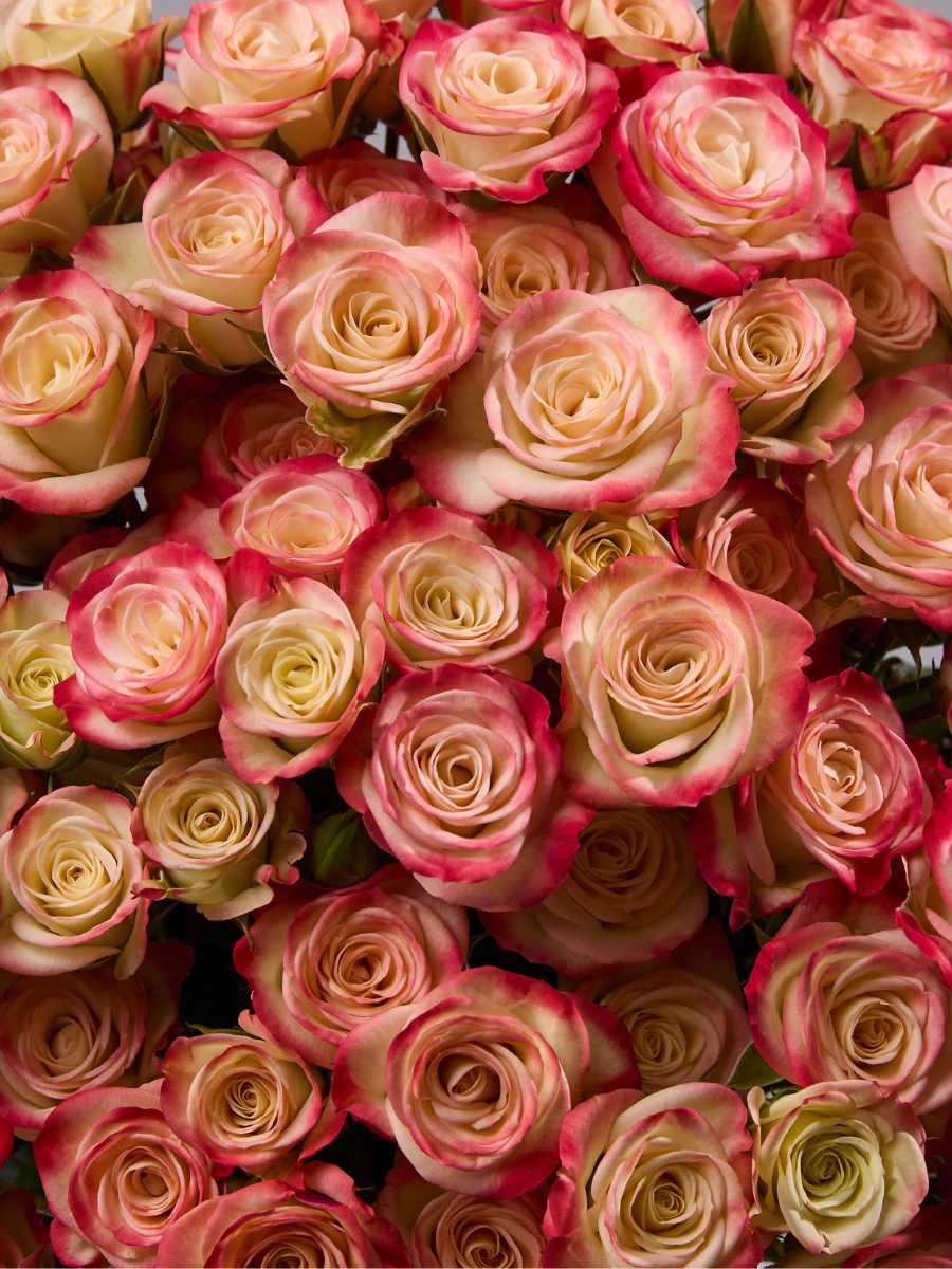 Sweet Jewel — фото 3