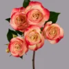 Sweet Jewel — фото 4