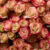 Sweet Jewel — фото 6