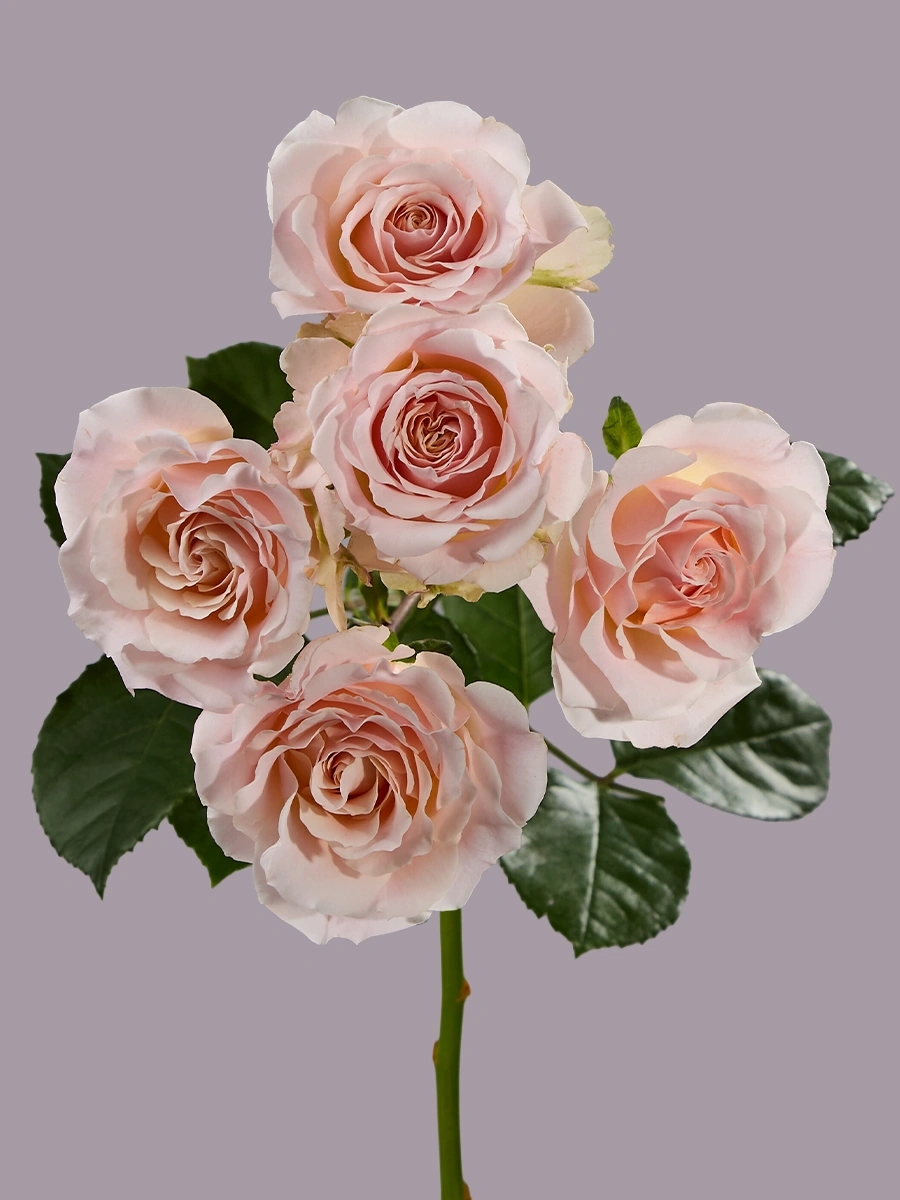 Wedding Rosever