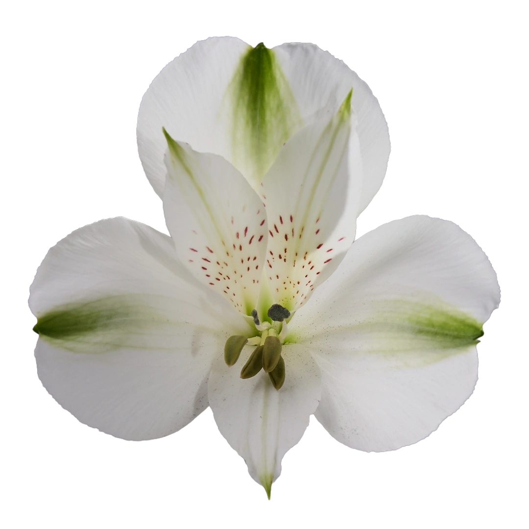 White Focus