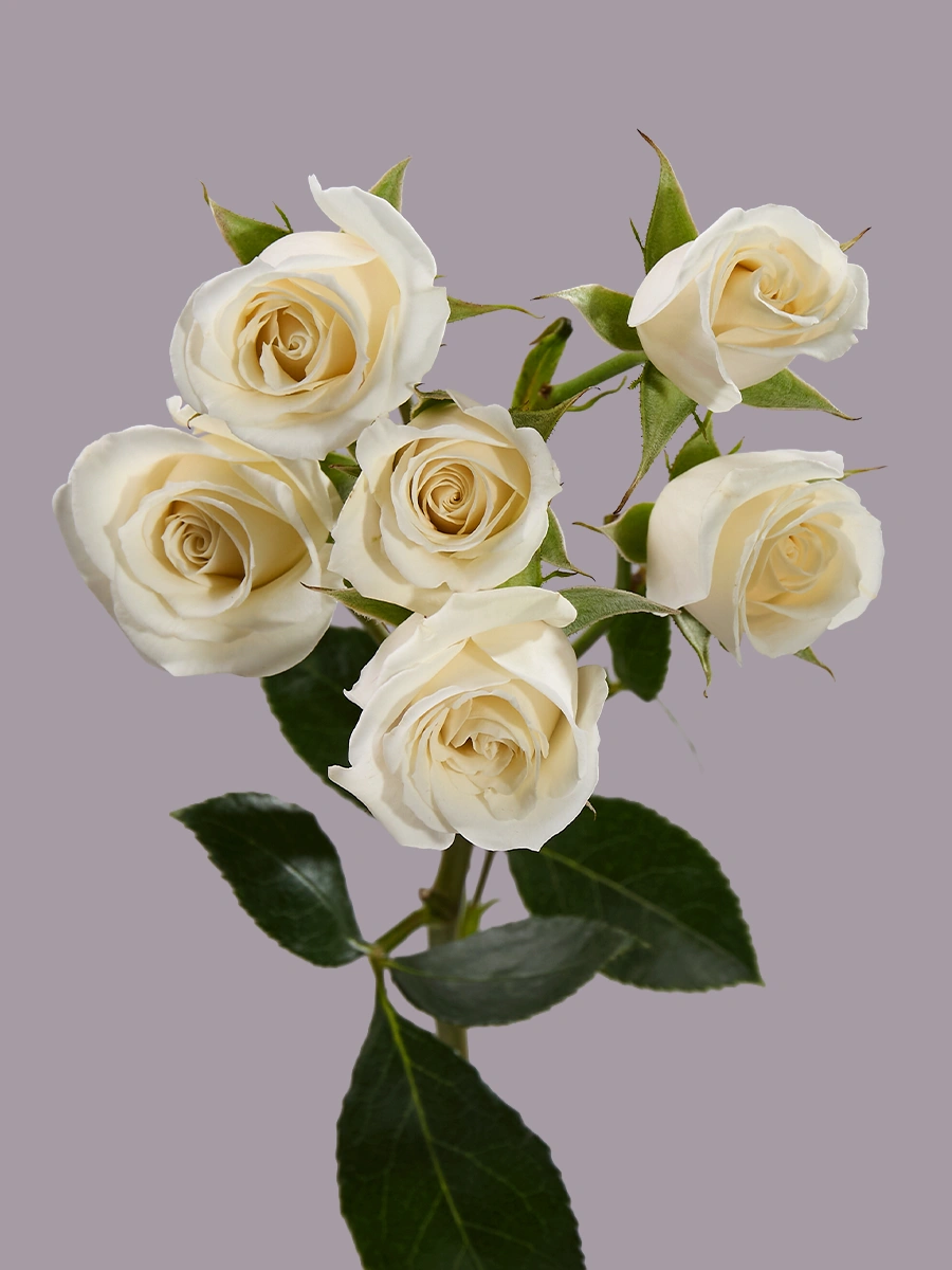 White Majolika