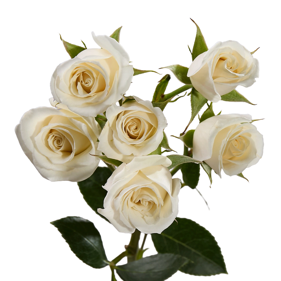 White Majolika — фото 7